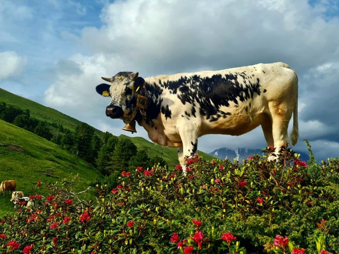 Vom Alpenrosenfeld aus hat Pustertaler Sprinzen-Kuh 