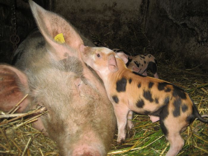 Schweineglück im Stall des Salmsein-Biohofs