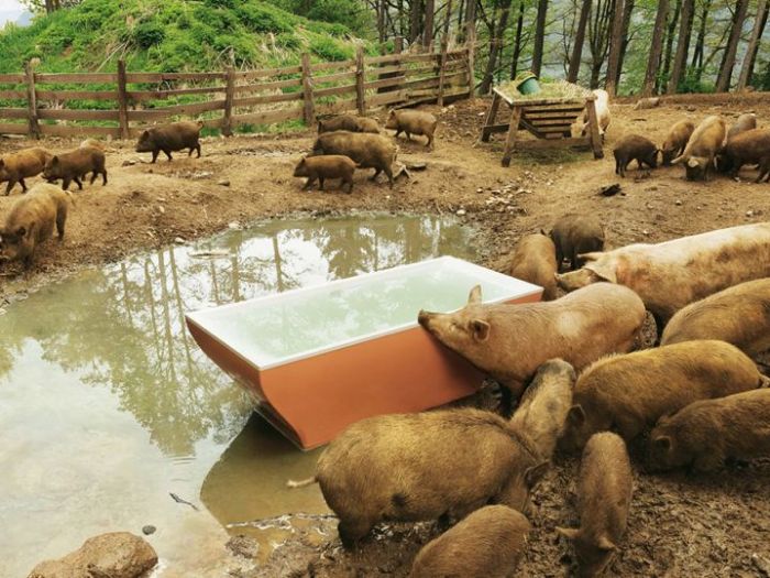 Auf der Suche nach glücklichen Schweinen für eine Fotoproduktion mit Badewanne für das <a href='http://www.sz-magazin.de' target='_blank'>SZ-Magazin</a> wurde Fotograf Rafael Krötz auf dem Salmsein Biohof fündig. Unsere Schweine staunten nicht schlecht …