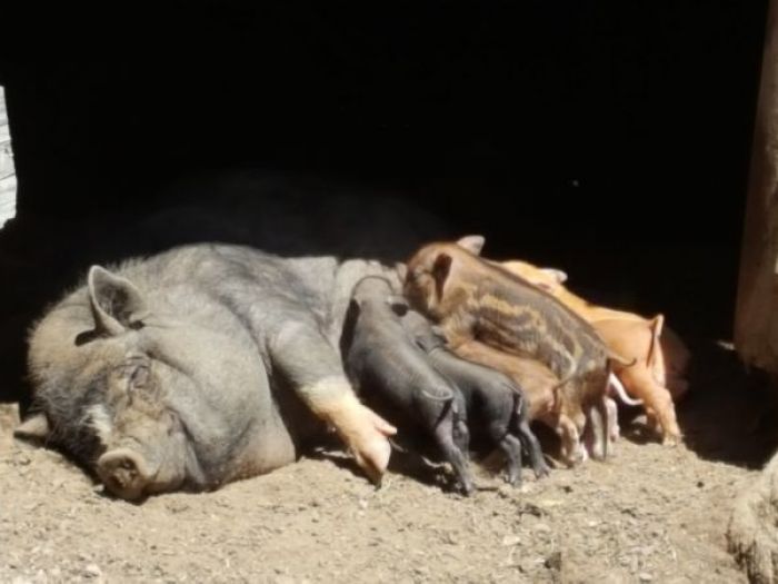 Schwein müsste man sein … auf dem Salmsein Biohof